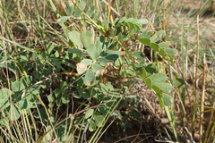 Senna italica arachoides