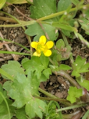 Ranunculus muricatus