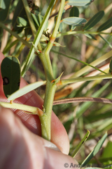Senna italica arachoides