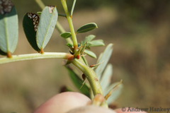 Senna italica arachoides