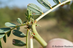 Senna italica arachoides