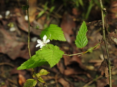 Rubus trianthus