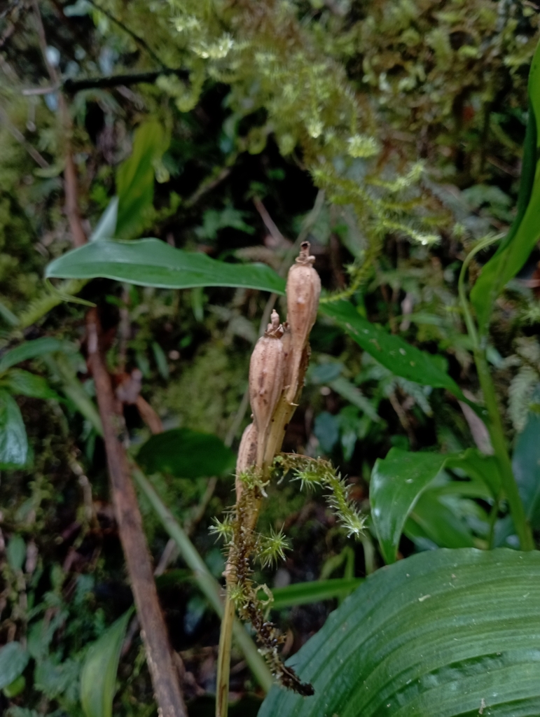 Liparis sootenzanensis
