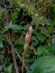 Liparis sootenzanensis, photograph (c) jimmy, some rights reserved (CC BY)
