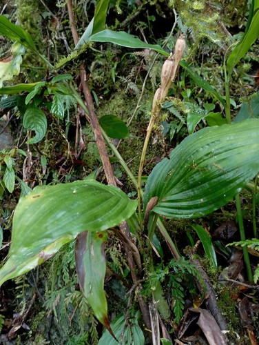 Liparis sootenzanensis, photograph 3