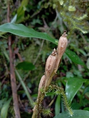 Liparis sootenzanensis, photograph (c) jimmy, some rights reserved (CC BY)