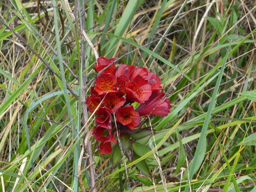 Bomarea formosissima (Bomarea formosissima)