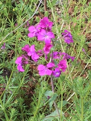 Lunaria annua