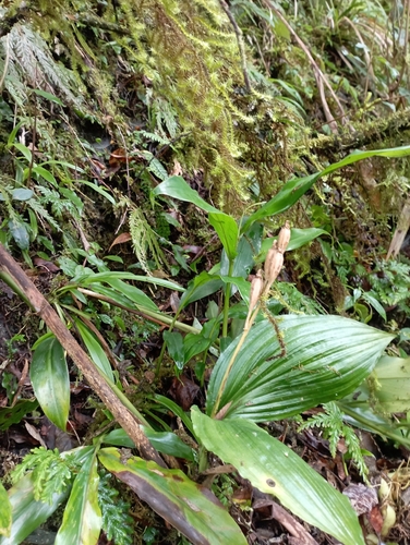 Liparis sootenzanensis, photograph 5