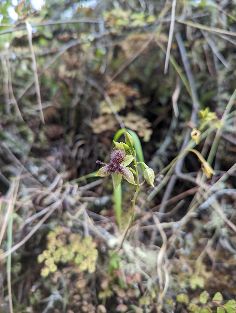 Trichoceros antennifer