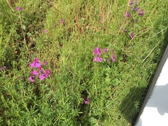 Lunaria annua