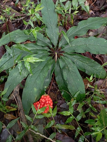 Image of Paris polyphylla by (c) jimmy, some rights reserved (CC BY)