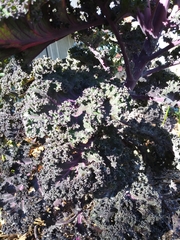 Brassica oleracea acephala