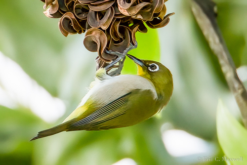 Warbling White-eye