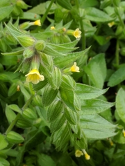 Nonea lutea