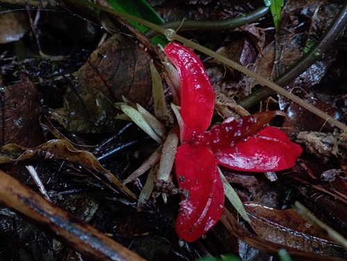 Image of Zingiber kawagoei by (c) jimmy, some rights reserved (CC BY)