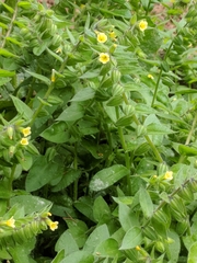 Nonea lutea