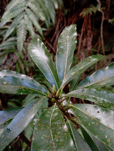 Image of Nanto Actinodaphne (Litsea acuminata) by (c) jimmy, some rights reserved (CC BY)