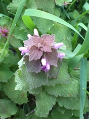 Lamium purpureum