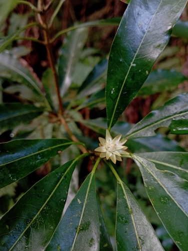 Image of Nanto Actinodaphne (Litsea acuminata) by (c) jimmy, some rights reserved (CC BY)