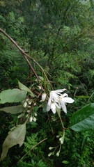 Alniphyllum pterospermum