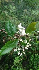 Alniphyllum pterospermum