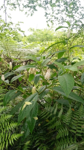 Image of Phytolacca japonica by (c) Cheng-Te Hsu, some rights reserved (CC BY)