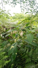 Phytolacca japonica