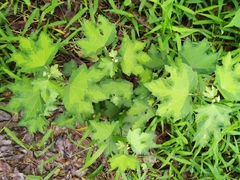 Urena procumbens
