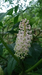 Phytolacca japonica