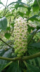 Phytolacca japonica