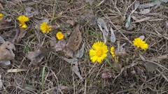 Tussilago farfara