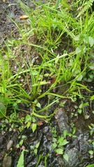 Juncus prismatocarpus leschenaultii