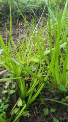 Juncus prismatocarpus leschenaultii