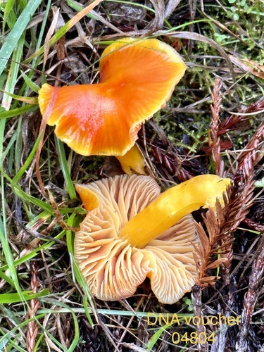 Butter Waxcap