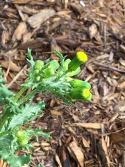 Senecio vulgaris