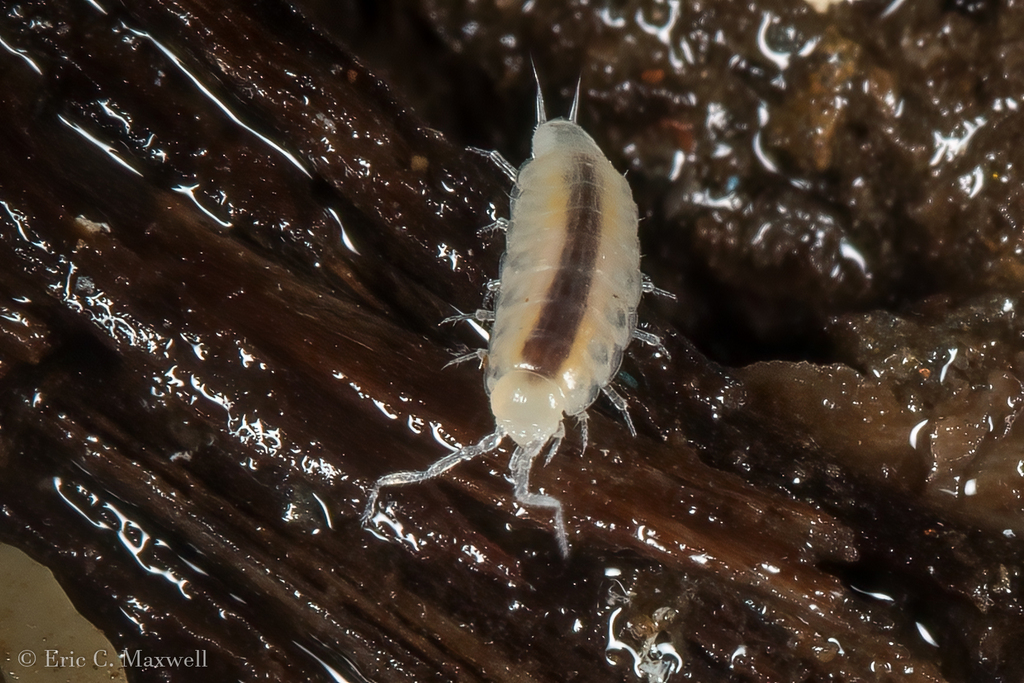 Papuaphiloscia