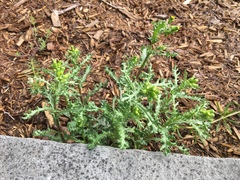 Senecio vulgaris