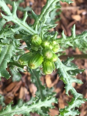 Senecio vulgaris