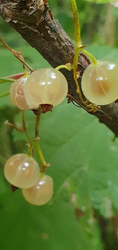 Cultivated currant (Ribes rubrum)