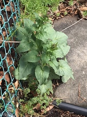 Lunaria annua