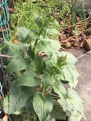 Lunaria annua