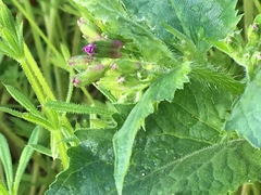 Lunaria annua