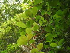 Actinidia callosa discolor