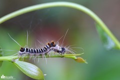 Euproctis kanshireia