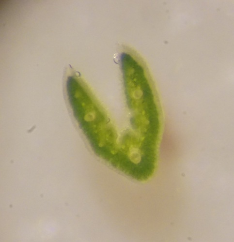 Festuca lemanii observed 2024-01-29