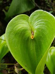 Pleurothallis cordata