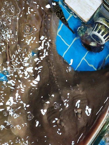 Fanray (Platyrhina sinensis) · iNaturalist United Kingdom