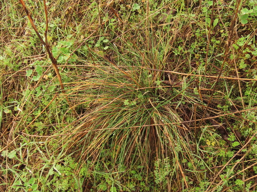 Festuca lemanii observed 2024-01-29