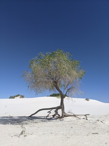 Fremont cottonwood (Populus fremontii)